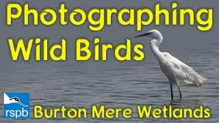 Photographing Wild Birds at RSPB Burton Mere
