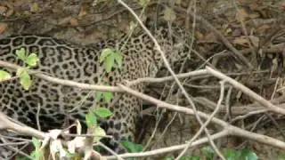 Jaguar killing large caiman 1/7 - Jaguar Research Center