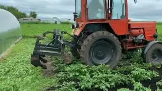 Окучивание картофеля на советском тракторе Т-25А #tractor #владимир #т25 #youtube #tractorvideo