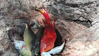 рыбалка и водка на Маврикий, странная рыба, Ильич на рыбалке