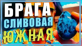 Правильная Сливовая брага с добавлением сахара. Перегон на медном кубе с тампером.