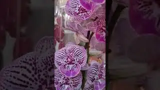 Цветы в JMP