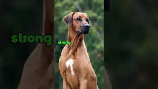AVOID These Dog Breeds 