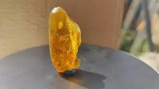 Мокрица