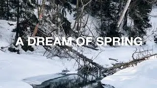 March Mirage: Where Winter Meets Spring