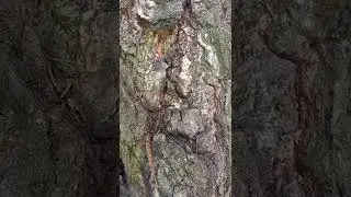 Король Дроздобород над коровой наблюдает за своей капризной женой.