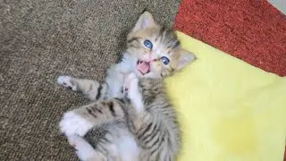 雨の中駐車場で子猫😹を拾ったら可愛すぎて悶絶😍した話