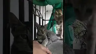 ORANGE KITTEN SMELL HUMAN HAND FOR THE FIRST TIME #cat