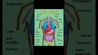 #viral #study #viralreels #education #fact #reelsindia #appsc #biology #ytshorts #reels #shorts #yt