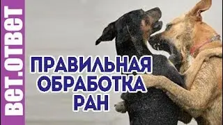 Почему важно правильно обработать раны от укусов.