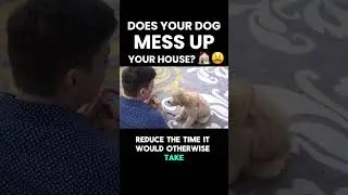 Does your dog MESS UP your house? 🏠😫
