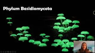 Phylum Basidiomycota