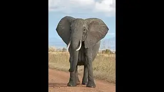 Plastilinle el işi@ plastilinle fil hazırlamaq 🐘