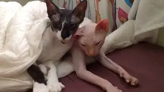 Крыся и Буся две подружки. Funny cat