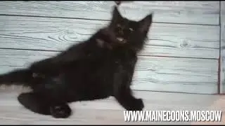 Кот Мейн-кун Черный солид (n), 2,5 месяца в поиске родителей