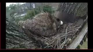 Ennis Great Horned Owl Eggshell