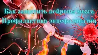 Как защитить нейроны мозга Профилактика энцефалопатии