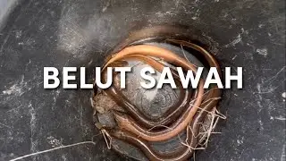 Memancing belut di sawah dan goreng belutnya di rumah pohon