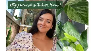 Обзор растений на моем балконе. Часть 1