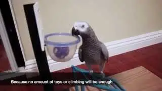 My Bird is More Trained Than Your Dog!