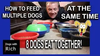 S1 - E11: How To FEED MULTIPLE DOGS at the Same Time - 8 Dogs!!!!