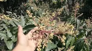 Managment of disease, pest, and premature fruit dropping  in mango #noalfarm #mangoflower #mangofarm