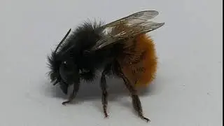 Шмелик