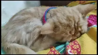 Our Simba❤️!