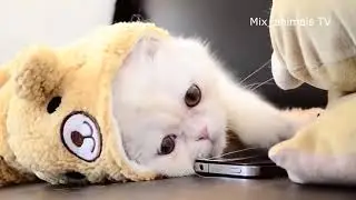 The best funny animals 2021