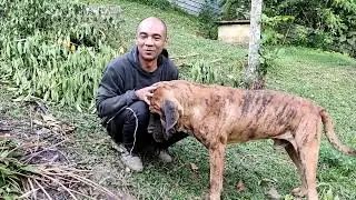 NOSSO DOMINGO NO SITIO colhendo limão e passeando com A MATILHA #limao #matilha #vidanaroça