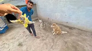 Ye Bechara Mini Zoo Main Pra Tha😟