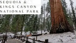 Kings Canyon National Park (General Grant, Giant Sequoia Trees)