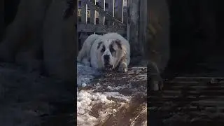 САО, Алабай Зевс, возраст 1год