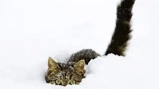 Коты, собаки и снег