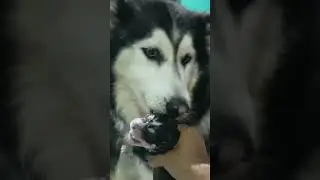 Helping My Pregnant Dog Give Birth to 3 Puppies 