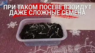 При таком посеве взойдут даже сложные семена