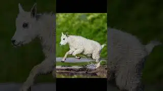 Mountain Goat stream crossing. Such a cool wildlife encounter! #wildlife #mountaingoats #nature
