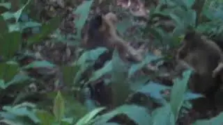 Pig tailed macaques getting it on in Gunung Leuser national park