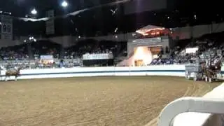 Indiana State Fair belgian mare horse hitch