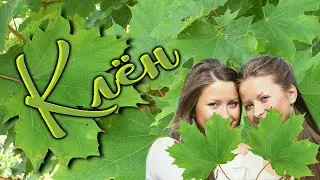 Клён. Песенка про "равнобедренный" любовный треугольник...