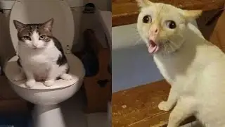 Compilation Funny Cat Moments 😹 Try not to Laugh Challenge 🤣 Best of Funny Cat Videos 😂 #9