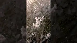 Hidden World: Slow-Mo Flowers and Bees (part - 1)