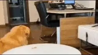 Dog cheats on human