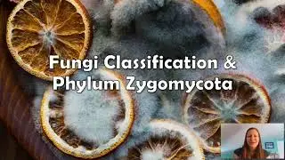 Phylum Zygomycota