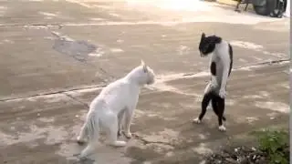 ПРИКОЛ КОТЫ БОЙ
