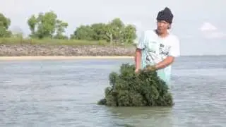 Cultivation of seaweed - natural ingredients by-cosmetics