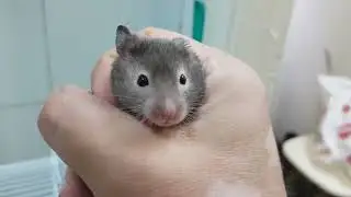 Как ловить и ПОЙМАТЬ Хомячка!