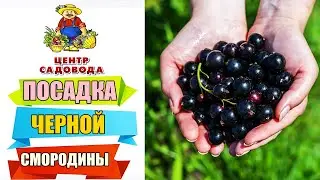 ЧЕРНАЯ СМОРОДИНА. БОРЬБА С БОЛЕЗНЯМИ И ВРЕДИТЕЛЯМИ. ЧЕМ УДОБРЯТЬ?