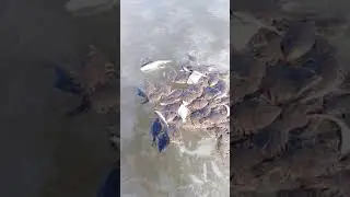 Рыбалка в Тавричанке. Лучший улов.