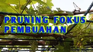 PRUNING PUCUK UNTUK PEBUAHAN POHON ANGGUR..#fruit #grape